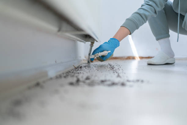 Best Flea Control Services  in East Palo Alto, CA